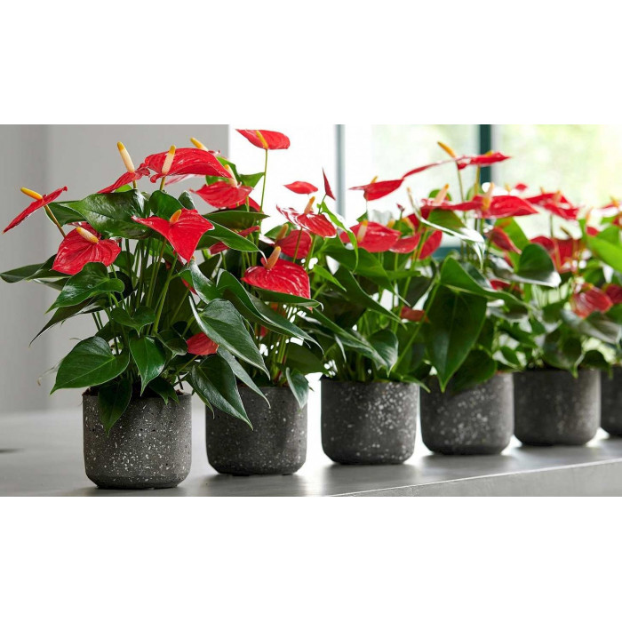 Антуриумы в Костанае