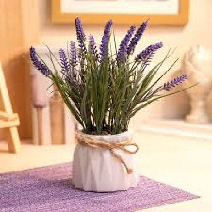 Лаванда в Костанае