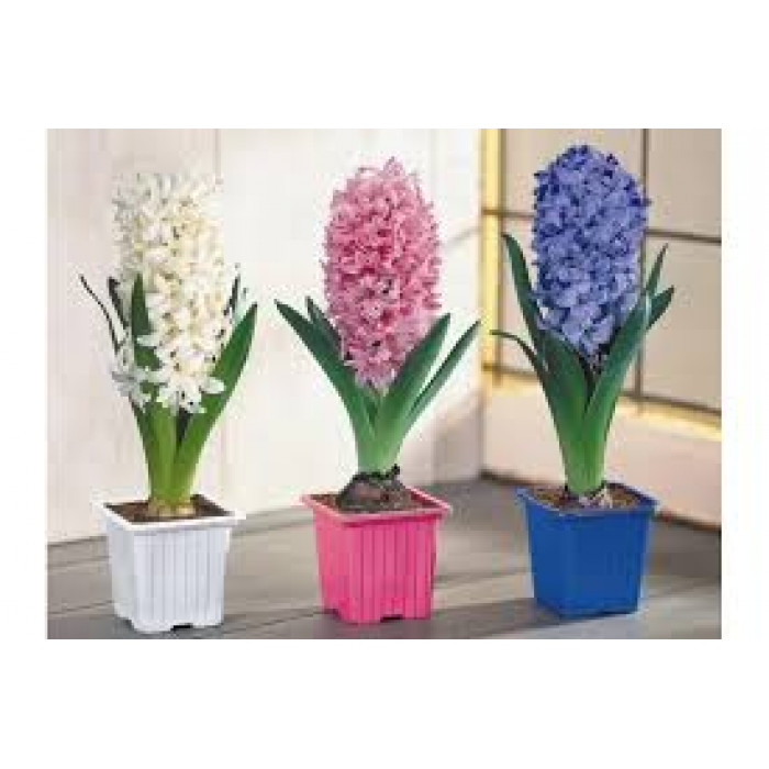 Гиацинты в Костанае