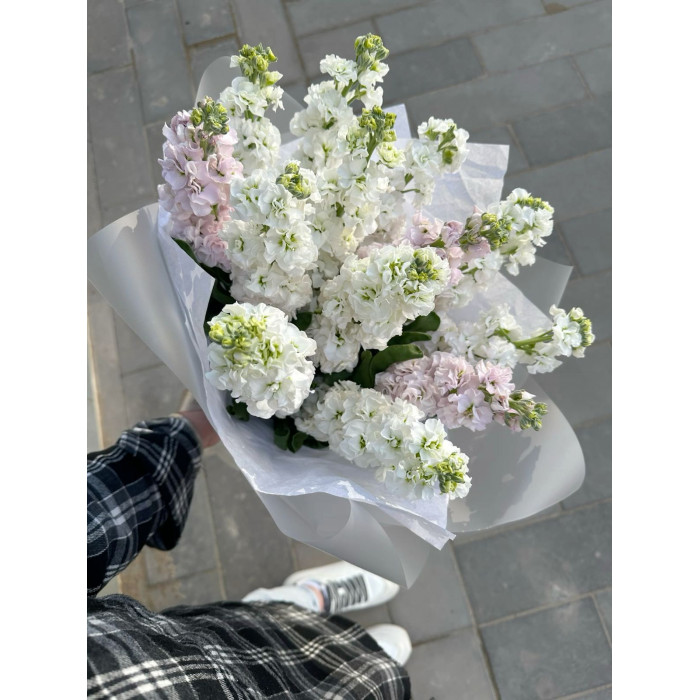 Маттиола в Костанае