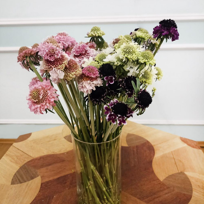 Скобиоза в Костанае