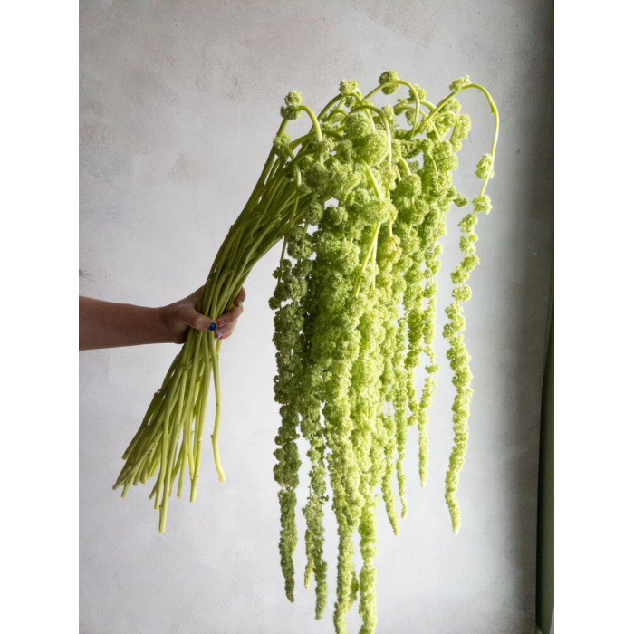 Амарантус в Костанае