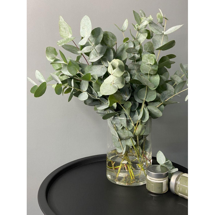 Эвкалипт в Костанае