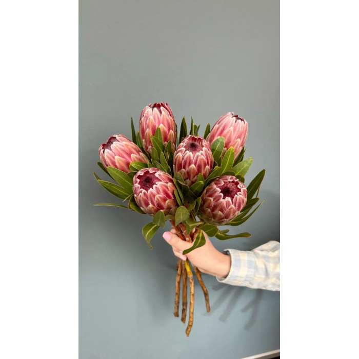 Протея в Костанае