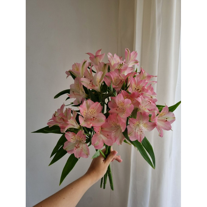 Альпиния в Костанае