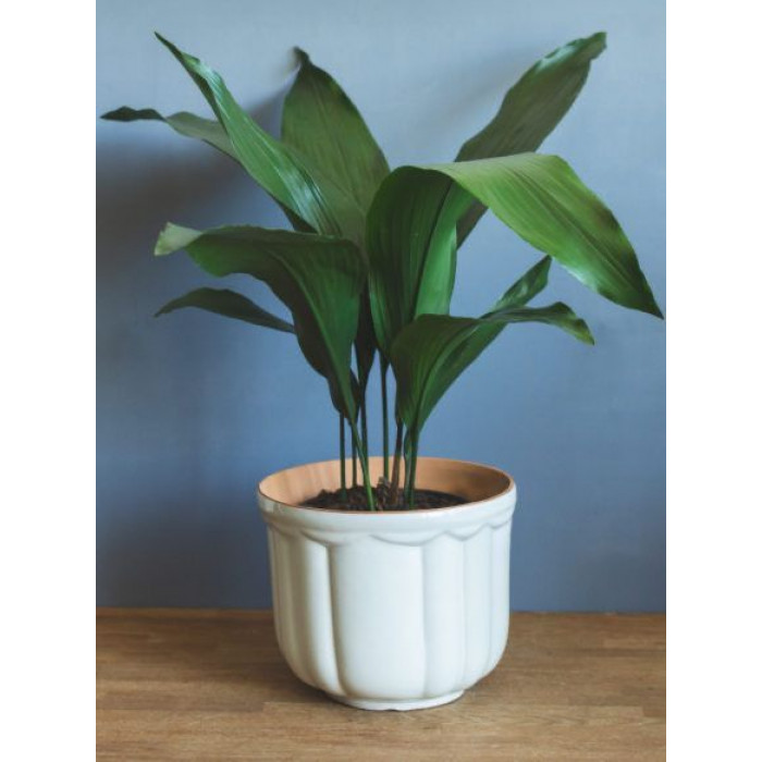 Аспидистра в Костанае