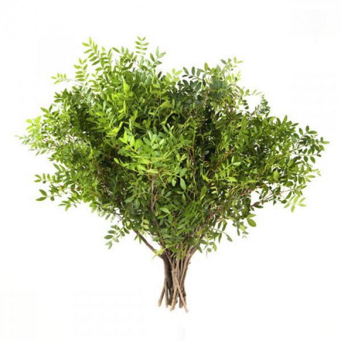 Писташ в Костанае