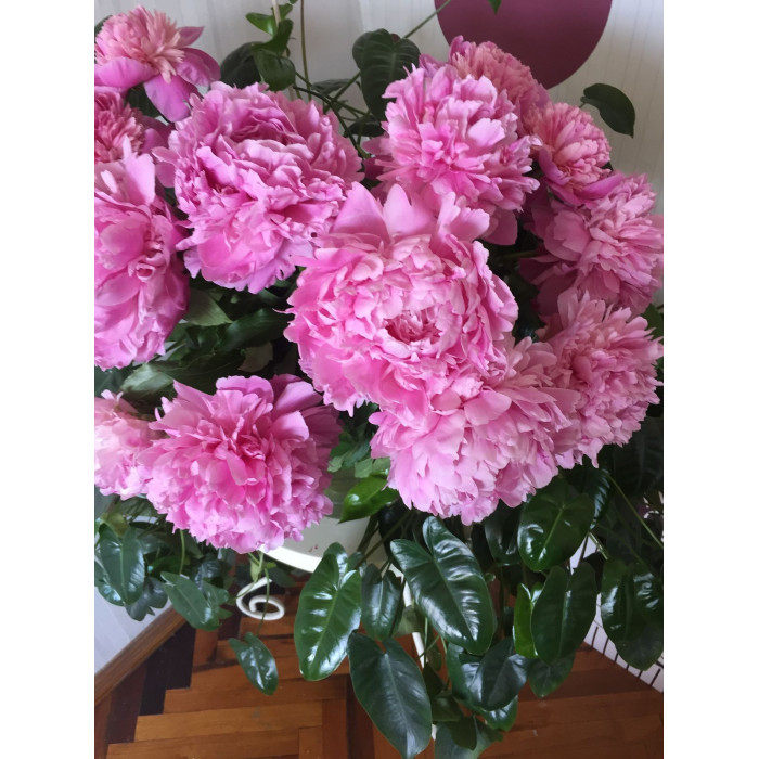 Пион древовидный в Костанае