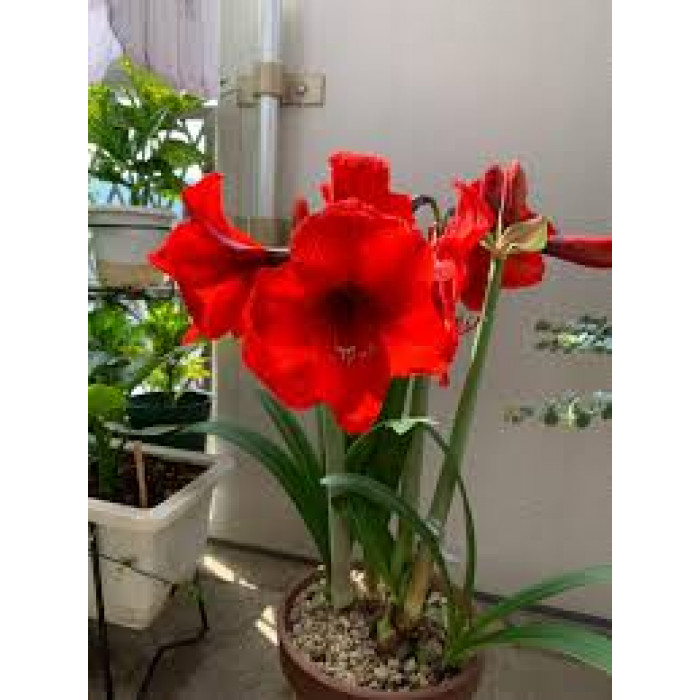 Амариллис в Костанае