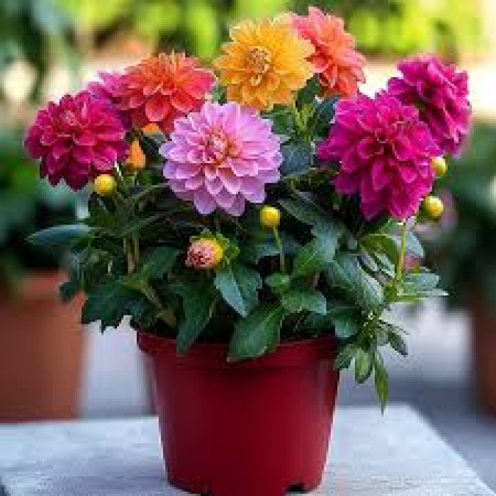 Георгины в Костанае