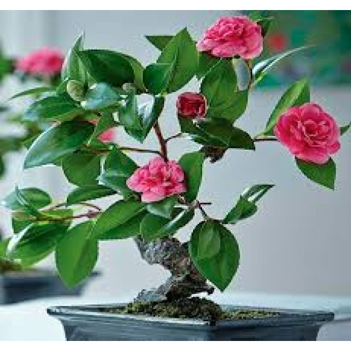 Камелия в Костанае