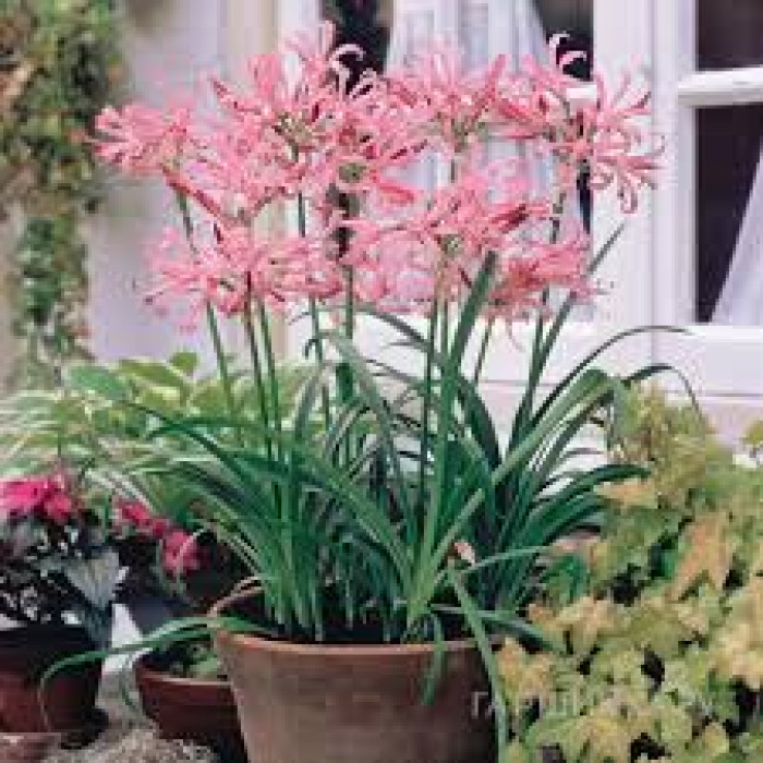 Нерине в Костанае