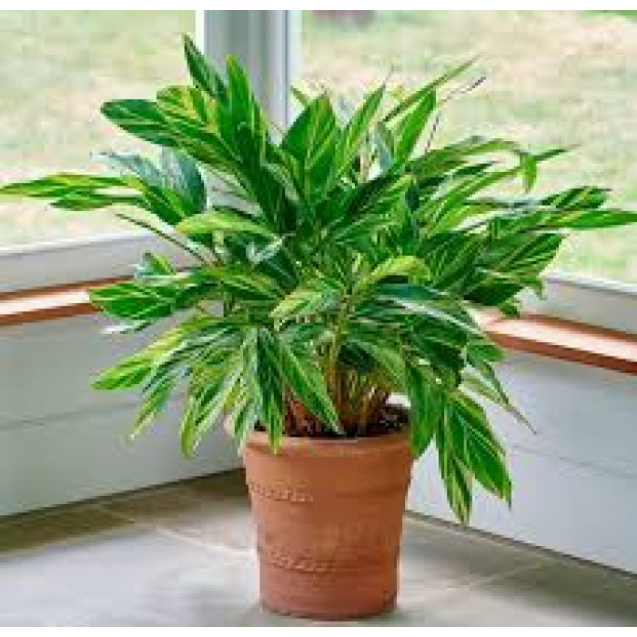 Альпиния в Костанае