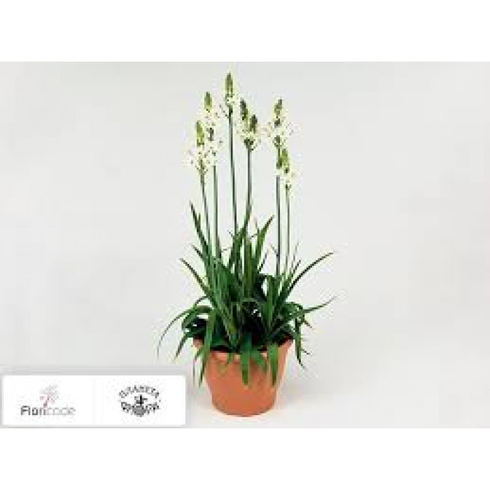 Орнитогалум в Костанае