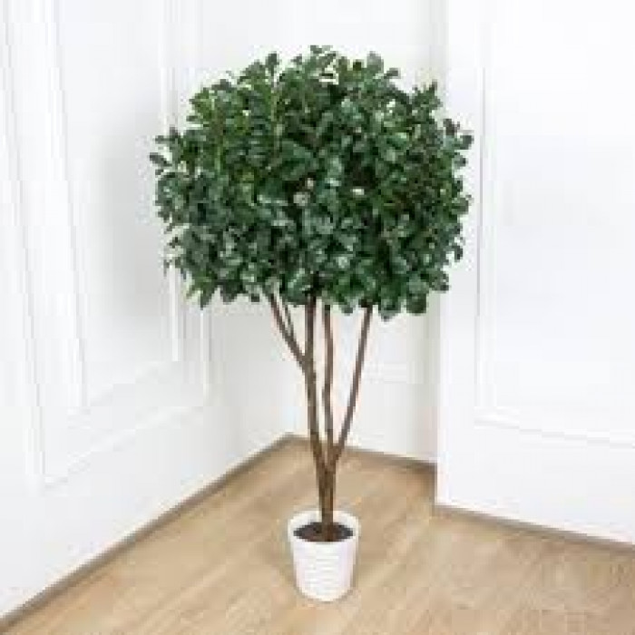 Рускус в Костанае